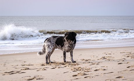 Sylt mit Hund